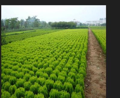烟台城市绿化苗供应商教你防治园林树木冻害的五个方法_北京