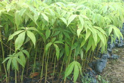 广州树苗生产上占有一席之地,主营培育及推广各种绿化苗,生态造林苗